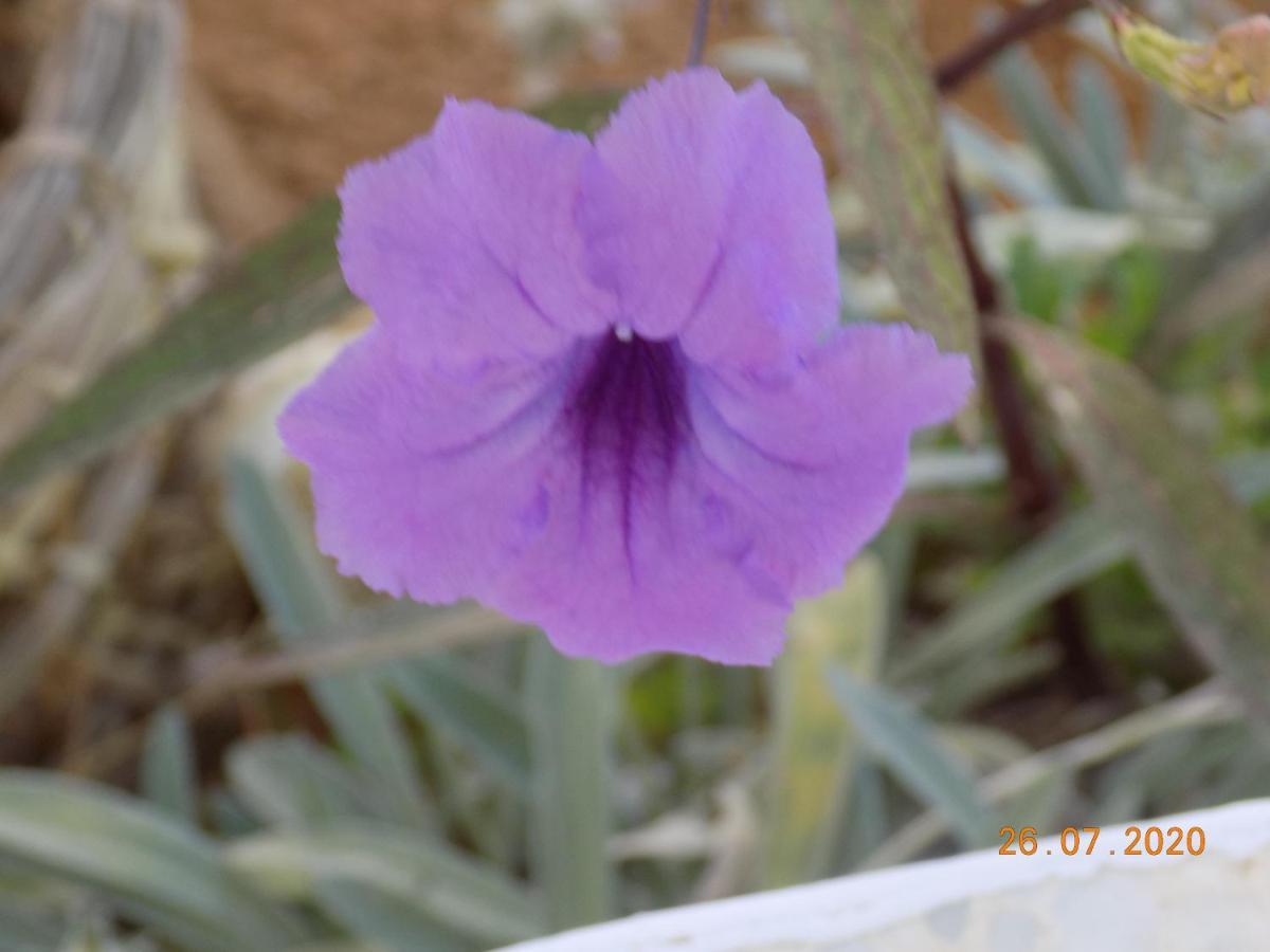 Dar Mamina Bed & Breakfast Sidi ash Shammakh Eksteriør bilde